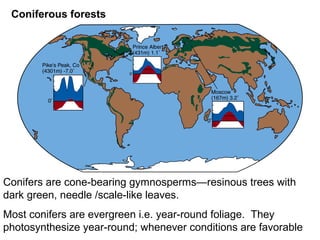 Coniferous forests
Conifers are cone-bearing gymnosperms—resinous trees with
dark green, needle /scale-like leaves.
Most conifers are evergreen i.e. year-round foliage. They
photosynthesize year-round; whenever conditions are favorable
 
