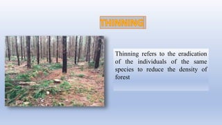 Forest management | PPTX