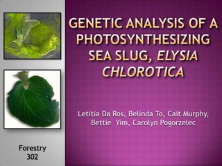 Genetic Analysis of a photosynthesizing Sea slug, Elysia chlorotica LetitiaDaRos, Belinda To, Cait Murphy, Bettie  Yim, Carolyn Pogorzelec Forestry  302 