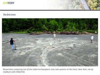HISTORY
The first trees
Researchers analyzing one of the radial Archaeopteris tree root systems at the Cairo, New York, site by
CHARLES VER STRAETEN
 