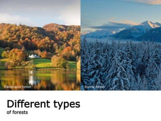 Different types
of forests
Deciduous forest Boreal forest
 