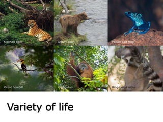 Variety of life
Great hornbill
Grizzly bear
Orangutan
Poison dart frog
Ring-tailed lemur
Siberian tiger
 