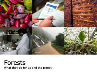 Forests
What they do for us and the planet
Medicine
Paper
Rainfall
Timber
Oxygen
Food
 