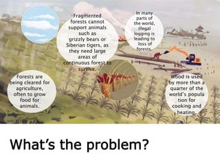What’s the problem?
Forests are
being cleared for
agriculture,
often to grow
food for
animals.
Wood is used
by more than a
quarter of the
world’s popula
tion for
cooking and
heating.
Fragmented
forests cannot
support animals
such as
grizzly bears or
Siberian tigers, as
they need large
areas of
continuous forest to
survive.
In many
parts of
the world,
illegal
logging is
leading to
loss of
forests.
 