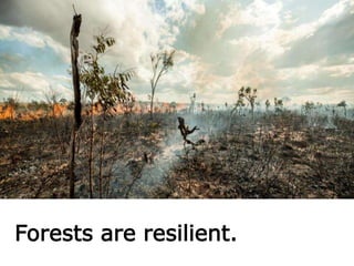 Forests are resilient.
 