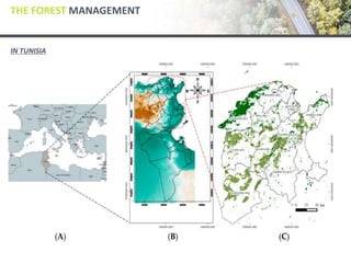 THE FOREST MANAGEMENT
IN TUNISIA
 