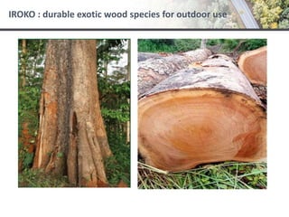 IROKO : durable exotic wood species for outdoor use
 