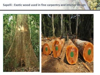 Sapelli : Exotic wood used in fine carpentry and interior design
 