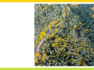 FOREST PRESENTATION 1.pptx