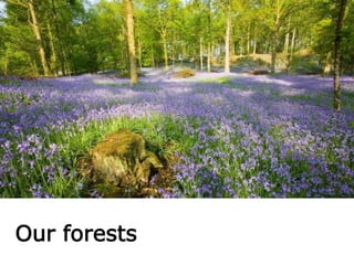 Our forests
 