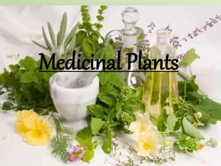 Medicinal Plants
 