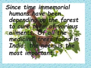 Since time immemorial
humans have been
depending on the forest
to cure them of various
ailments. Of all the
medicinal trees found in
India, the neem is the
most important.
 