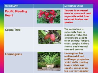 TREE/PLANT MEDICINAL VALUE
Pacific Bleeding
Heart
Tincture is extracted
from its roots and used
to provide relief from
external bruises and
sprains.
Cocoa Tree The cocoa tree is
extremely high in
medicinal value.The
extracts are used to
treat anxiety, fatigue,
fever, coughs, kidney
stones, and external
cuts and bruises.
Lemongrass Lemongrass has
antibacterial and
antifungal properties
which aid is treating
fevers, colds, and
coughs. Lemon grass
tea is a very popular
 