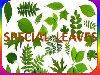 SPECIAL LEAVES
 