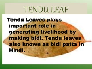 TENDU LEAF
Tendu Leaves plays
important role in
generating livelihood by
making bidi. Tendu leaves
also known as bidi patta in
Hindi.
 