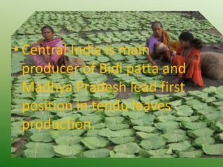 • Central India is main
producer of Bidi patta and
Madhya Pradesh lead first
position in tendu leaves
production.
 