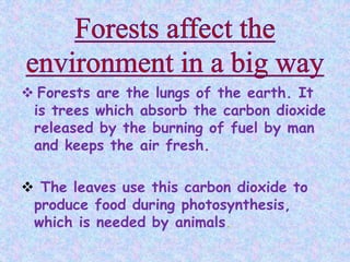  Forests are the lungs of the earth. It
is trees which absorb the carbon dioxide
released by the burning of fuel by man
and keeps the air fresh.
 The leaves use this carbon dioxide to
produce food during photosynthesis,
which is needed by animals.
 