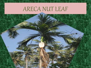 ARECA NUT LEAF
 
