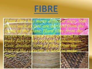 FIBRE
Plant fibre has many different uses. Soft
fibres such as jute are derived from the
stems of the plant. Hard fibre from the
leaves of hemp and sisal are used to
make fabrics for various applications.
Coir, another form of fibre from the
fruit of the coconut, is used to make
ropes.
 