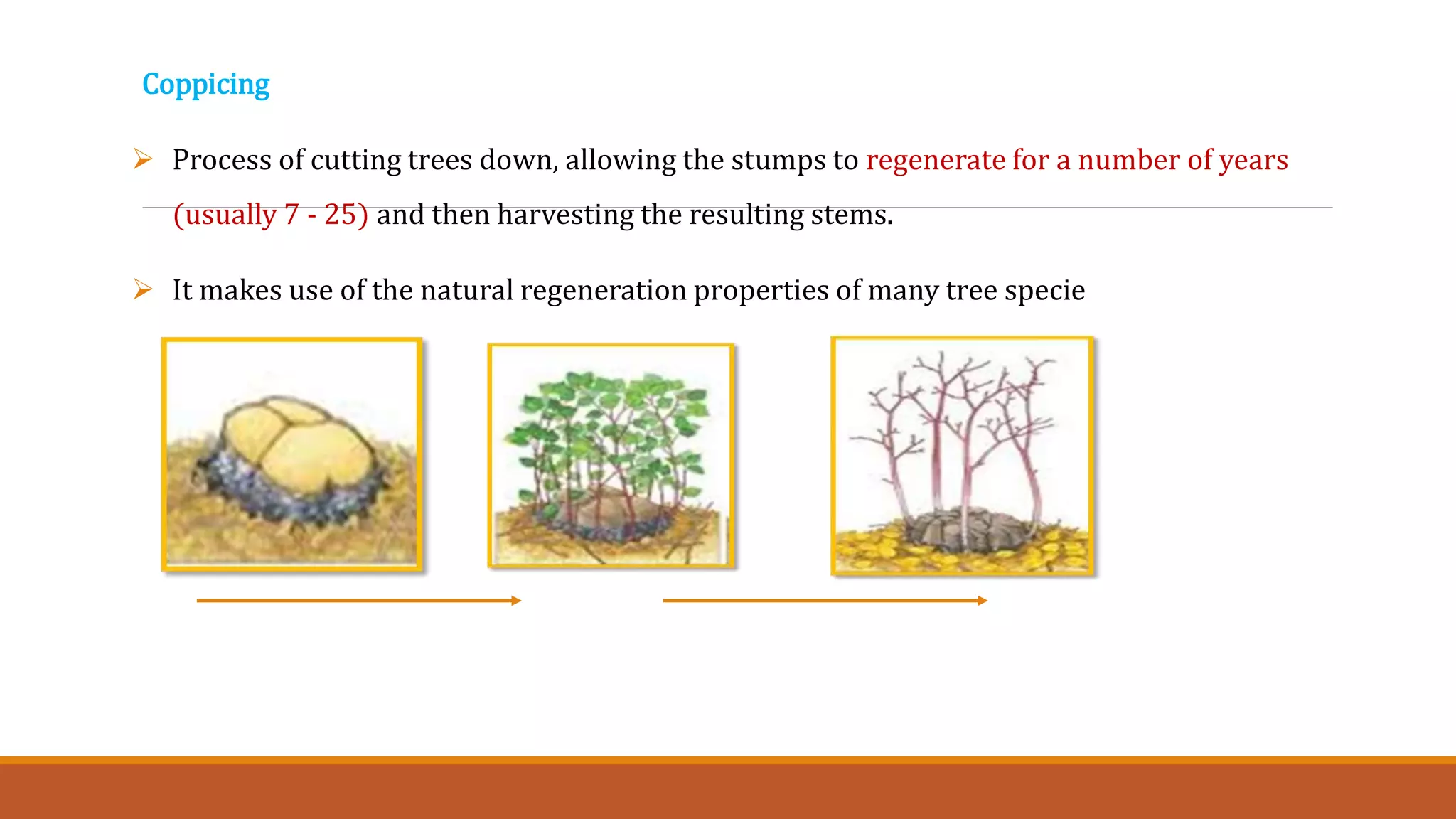 Coppicing Method Forest regeneration.pptx