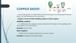 Coppicing Example Forest Regeneration by various methods and phases.pptx