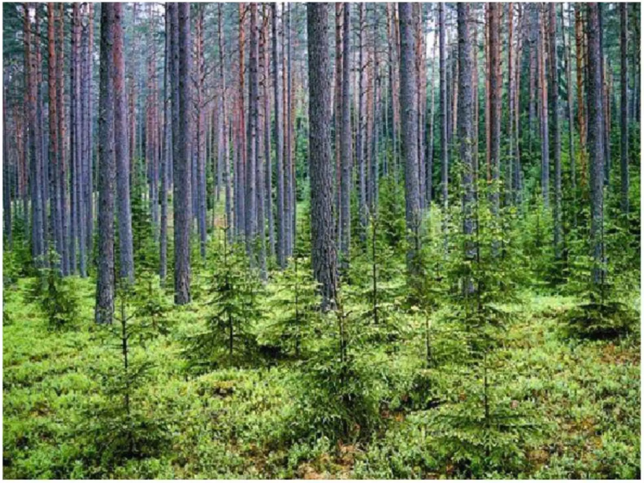 They offer hunting grounds. They provide shelter to wild animals and birds. They improve the sanitary condition of a place .They are a source of revenue to the government .They facilitate human existence by provide by providing O2 to human beings and absorbing  CO2 by human beings.They provide employment large number of people in different capacities as wood cutters, carriers etc. 