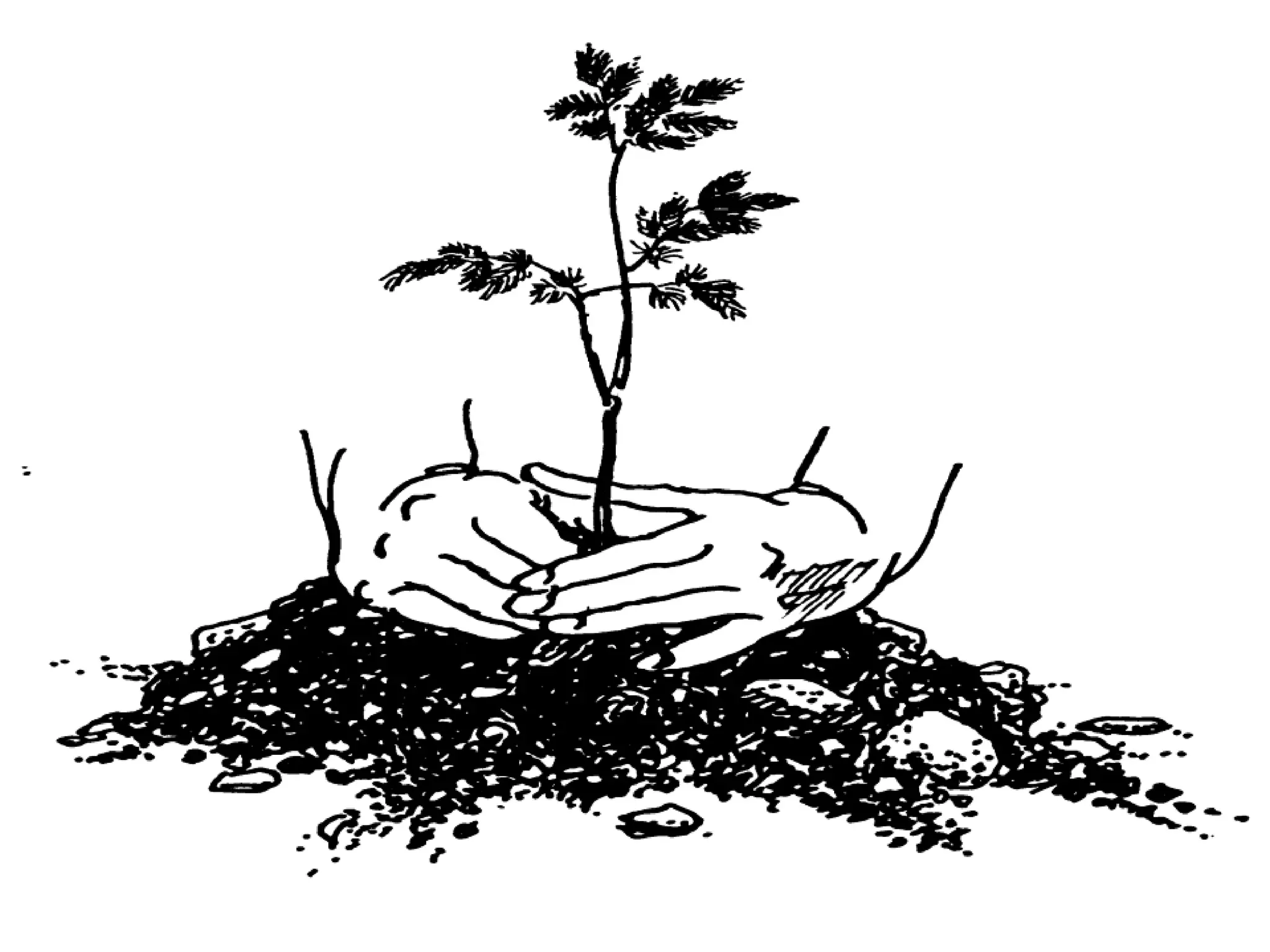 Conservation of forest.