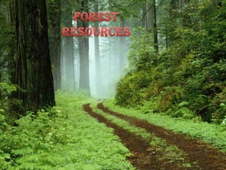 FOREST RESOURCES  