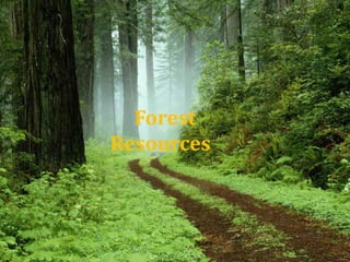 Forest
Resources
 