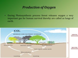 Production of Oxygen
• During Photosynthesis process forest releases oxygen a very
important gas for human survival thereby are called as lungs of
earth.
 