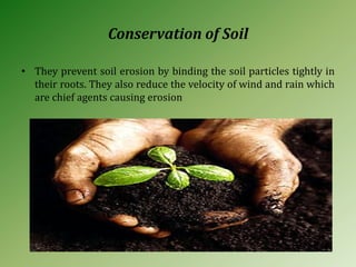 Conservation of Soil
• They prevent soil erosion by binding the soil particles tightly in
their roots. They also reduce the velocity of wind and rain which
are chief agents causing erosion
 