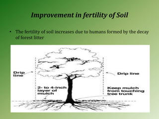Improvement in fertility of Soil
• The fertility of soil increases due to humans formed by the decay
of forest litter
 
