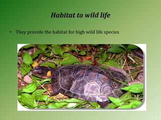 Habitat to wild life
• They provide the habitat for high wild life species
 