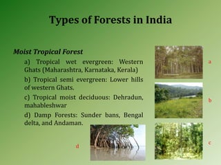 Types of Forests in India
Moist Tropical Forest
a) Tropical wet evergreen: Western
Ghats (Maharashtra, Karnataka, Kerala)
b) Tropical semi evergreen: Lower hills
of western Ghats.
c) Tropical moist deciduous: Dehradun,
mahableshwar
d) Damp Forests: Sunder bans, Bengal
delta, and Andaman.
a
b
d
c
 