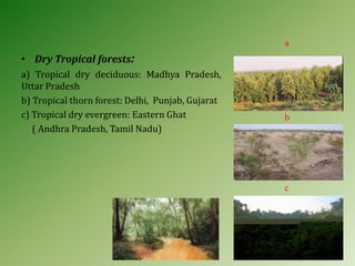 • Dry Tropical forests:
a) Tropical dry deciduous: Madhya Pradesh,
Uttar Pradesh
b) Tropical thorn forest: Delhi, Punjab, Gujarat
c) Tropical dry evergreen: Eastern Ghat
( Andhra Pradesh, Tamil Nadu)
a
b
c
 