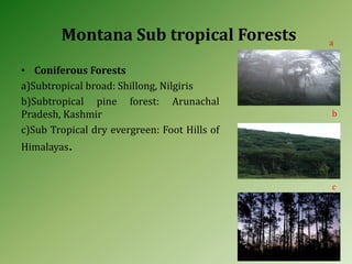 Montana Sub tropical Forests
• Coniferous Forests
a)Subtropical broad: Shillong, Nilgiris
b)Subtropical pine forest: Arunachal
Pradesh, Kashmir
c)Sub Tropical dry evergreen: Foot Hills of
Himalayas.
a
b
c
 