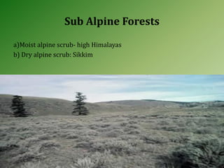 Sub Alpine Forests
a)Moist alpine scrub- high Himalayas
b) Dry alpine scrub: Sikkim
 