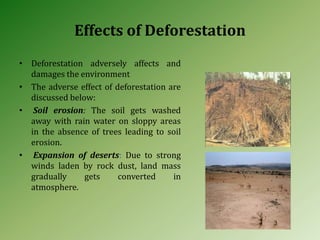Effects of Deforestation
• Deforestation adversely affects and
damages the environment
• The adverse effect of deforestation are
discussed below:
• Soil erosion: The soil gets washed
away with rain water on sloppy areas
in the absence of trees leading to soil
erosion.
• Expansion of deserts: Due to strong
winds laden by rock dust, land mass
gradually gets converted in
atmosphere.
 