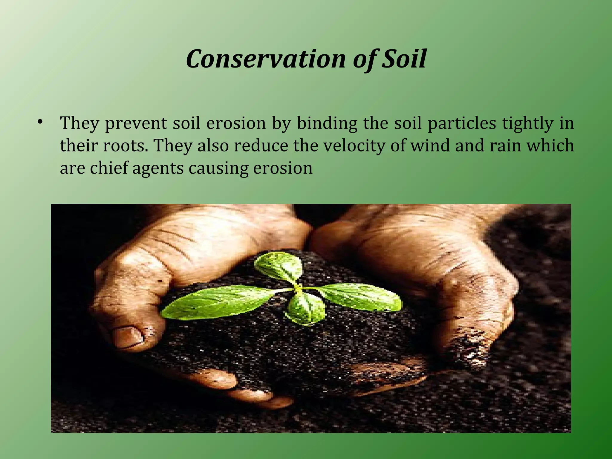 Conservation of Soil
• They prevent soil erosion by binding the soil particles tightly in
their roots. They also reduce the velocity of wind and rain which
are chief agents causing erosion
 