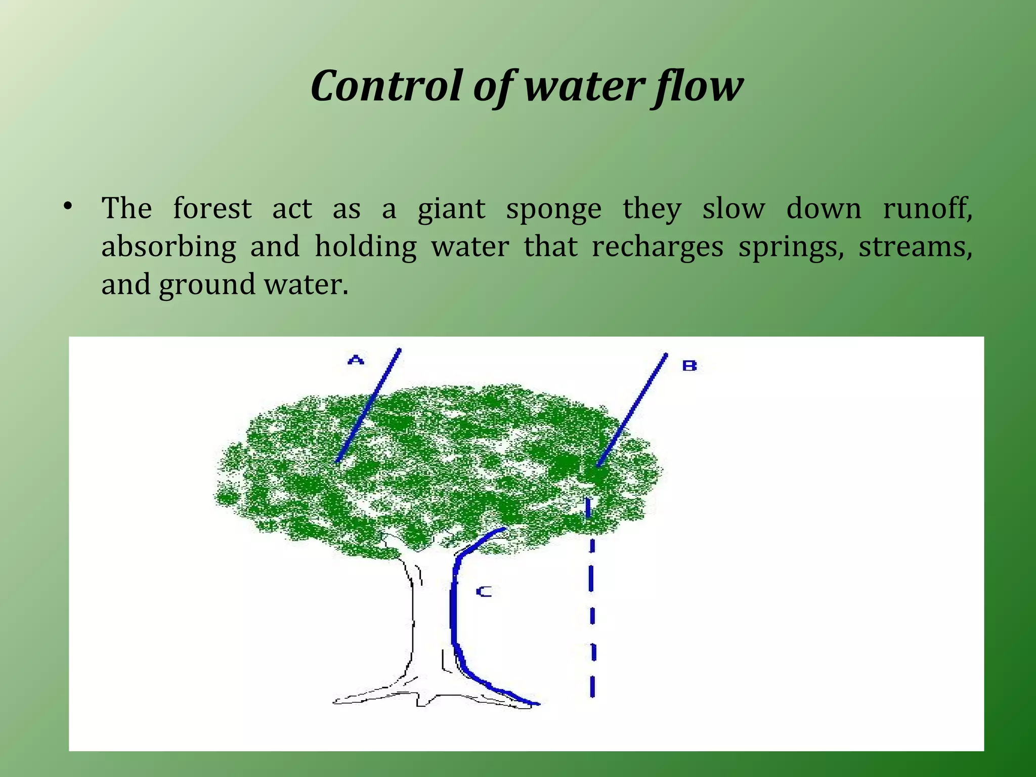 Control of water flow
• The forest act as a giant sponge they slow down runoff,
absorbing and holding water that recharges springs, streams,
and ground water.
 