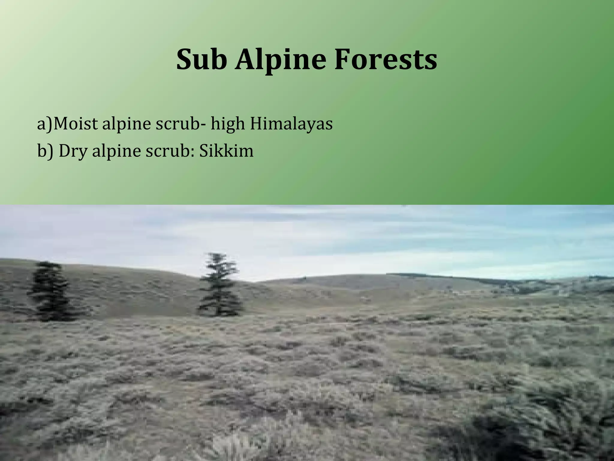 Sub Alpine Forests
a)Moist alpine scrub- high Himalayas
b) Dry alpine scrub: Sikkim
 