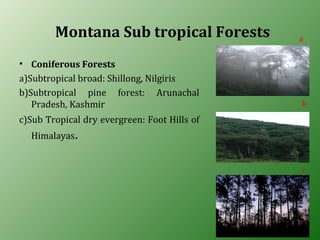 Montana Sub tropical Forests
• Coniferous Forests
a)Subtropical broad: Shillong, Nilgiris
b)Subtropical pine forest: Arunachal
Pradesh, Kashmir
c)Sub Tropical dry evergreen: Foot Hills of
Himalayas.
a
b
c
 