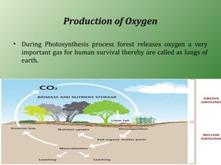 Production of Oxygen
• During Photosynthesis process forest releases oxygen a very
important gas for human survival thereby are called as lungs of
earth.
 