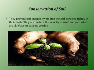 Conservation of Soil
• They prevent soil erosion by binding the soil particles tightly in
their roots. They also reduce the velocity of wind and rain which
are chief agents causing erosion
 