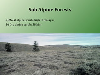 Sub Alpine Forests
a)Moist alpine scrub- high Himalayas
b) Dry alpine scrub: Sikkim
 