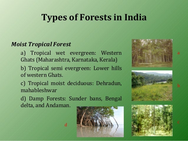 Forest Resources