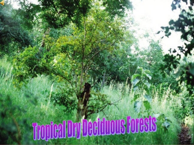 Different types of forest images