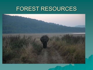 FOREST RESOURCES
 
