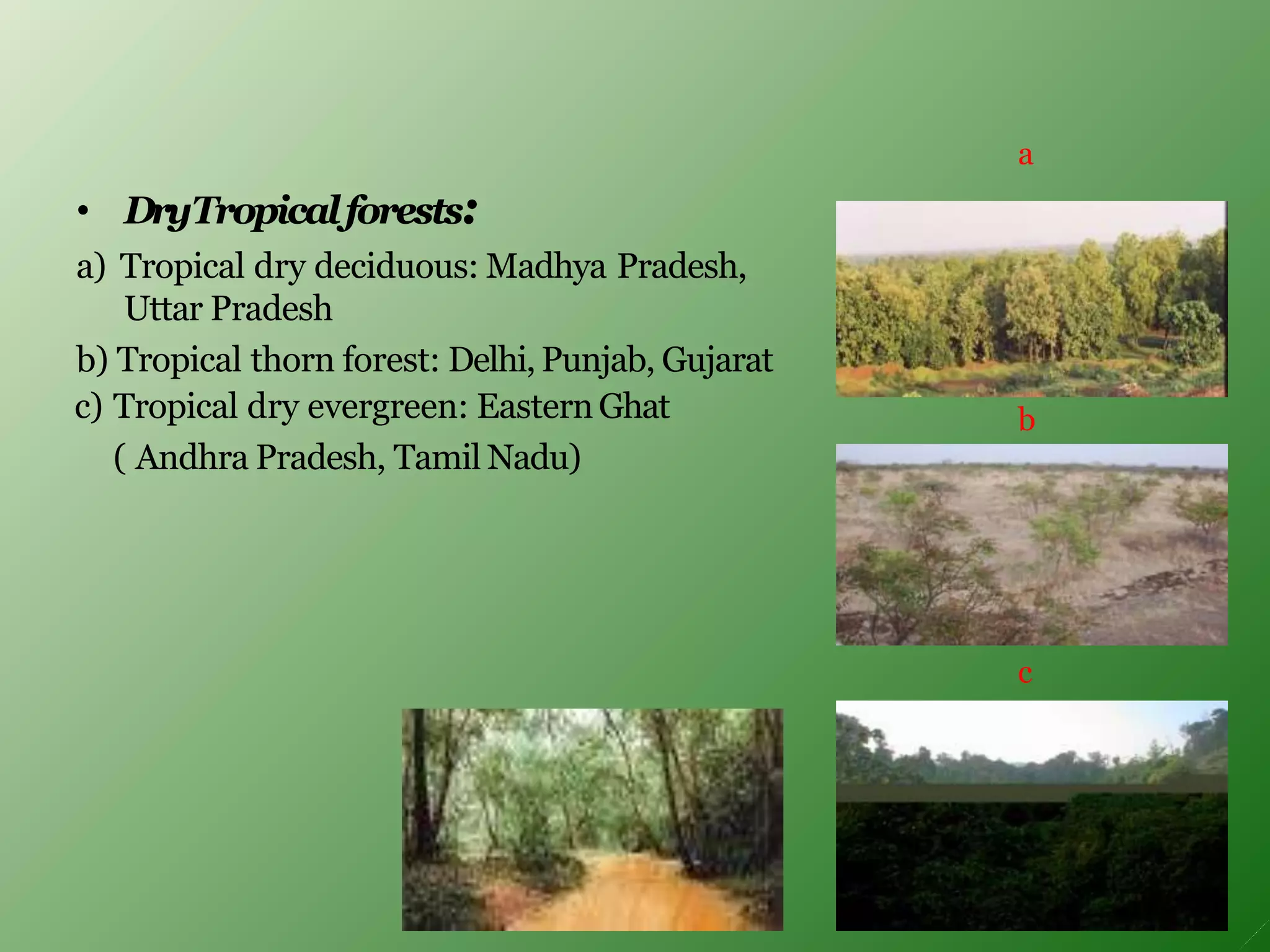 • DryTropicalforests:
a) Tropical dry deciduous: Madhya Pradesh,
Uttar Pradesh
b) Tropical thorn forest: Delhi, Punjab, Gujarat
c) Tropical dry evergreen: EasternGhat
( Andhra Pradesh, Tamil Nadu)
a
b
c
 