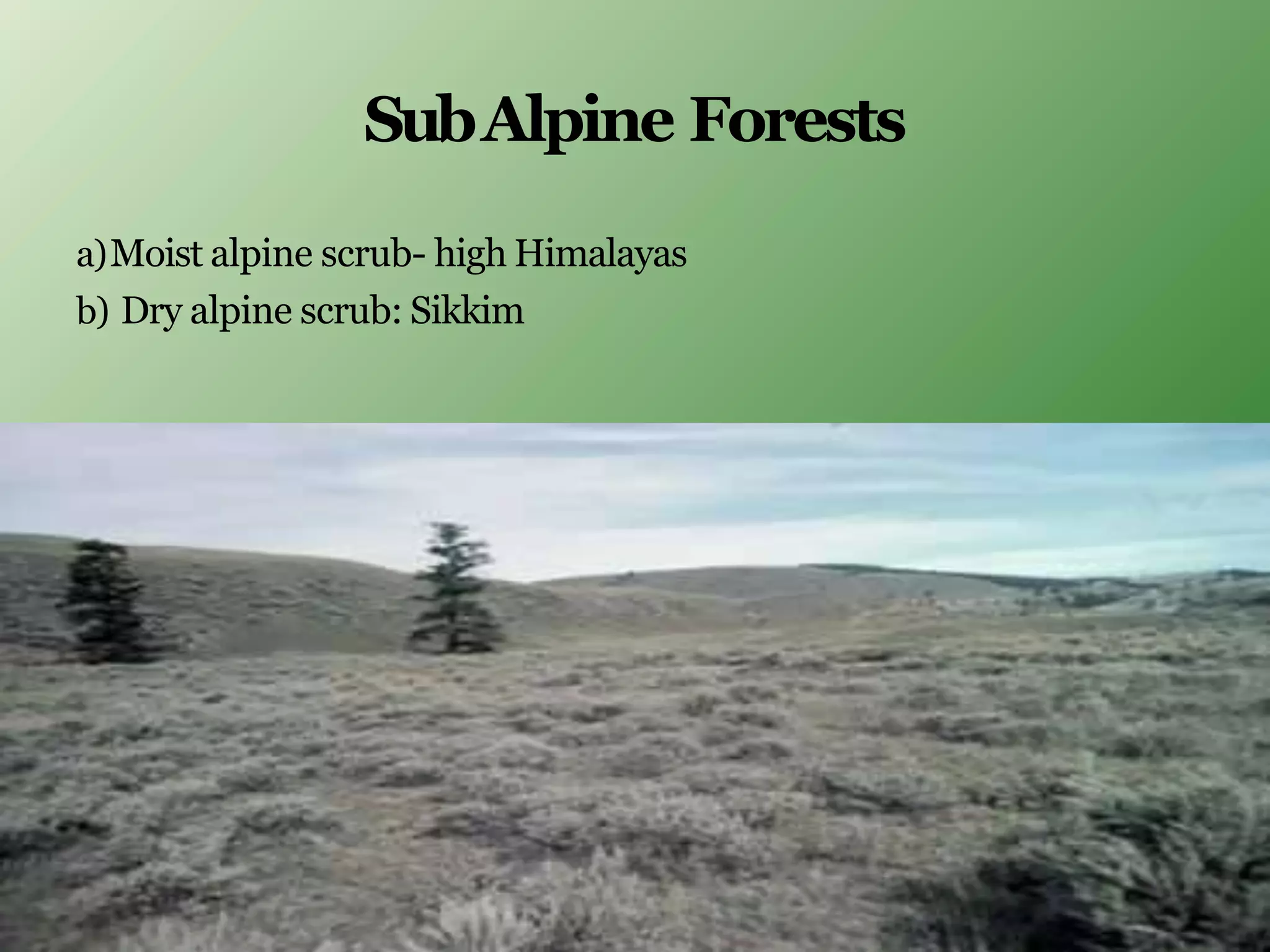 SubAlpine Forests
a)Moist alpine scrub- high Himalayas
b) Dry alpine scrub: Sikkim
 